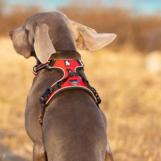 Get Your Pup Adventure-Ready with Our Reflective No-Pull Adjustable Dog Vest Harness! 🐾✨🚶‍♂️